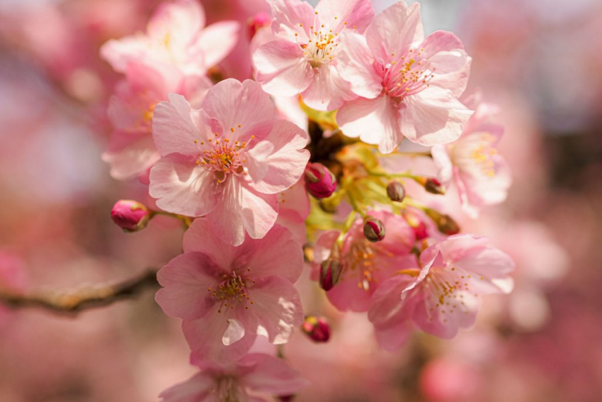 KANAGAWA – Rực rỡ sắc hoa Anh Đào nở sớm – Kawazu Sakura in Miura Kaigan