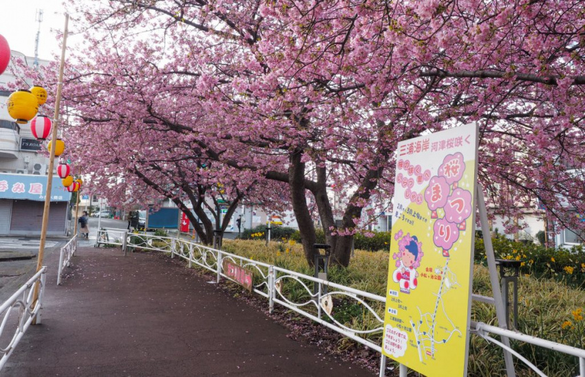 ga miura kaigan, tàu keikyu, lễ hội hoa, hoa anh đào nở sớm, thành phố miura, kawazu sakura, sakura, nhật bản, kanagawa – rực rỡ sắc hoa anh đào nở sớm – kawazu sakura in miura kaigan