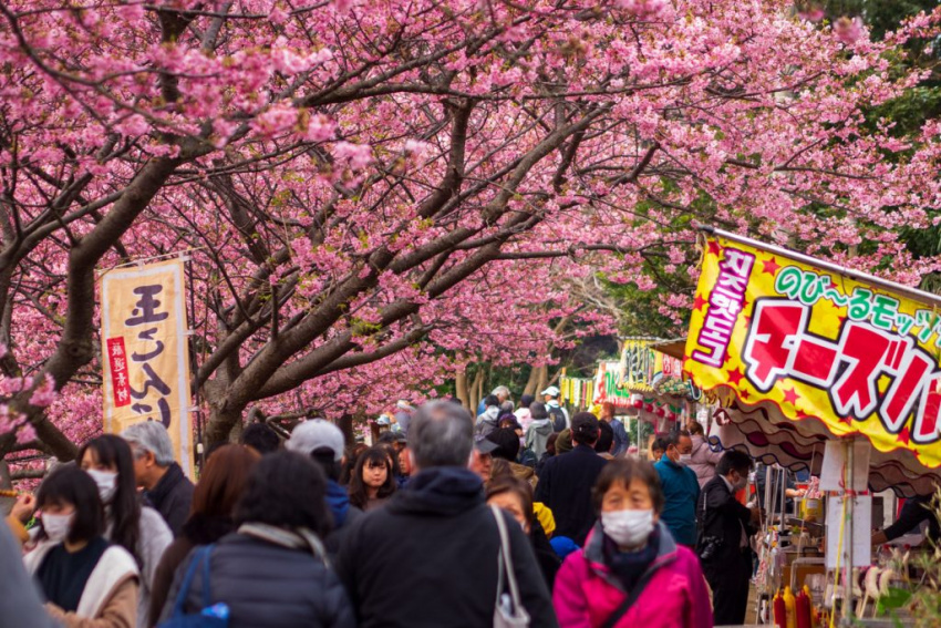 ga miura kaigan, tàu keikyu, lễ hội hoa, hoa anh đào nở sớm, thành phố miura, kawazu sakura, sakura, nhật bản, kanagawa – rực rỡ sắc hoa anh đào nở sớm – kawazu sakura in miura kaigan
