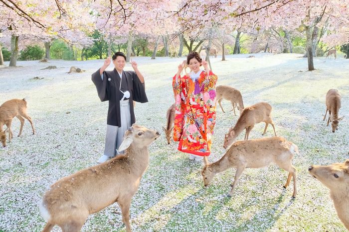 Bộ ảnh cưới tuyệt đẹp trong công viên Nara mùa hoa anh đào và “dàn khách mời” đặc biệt