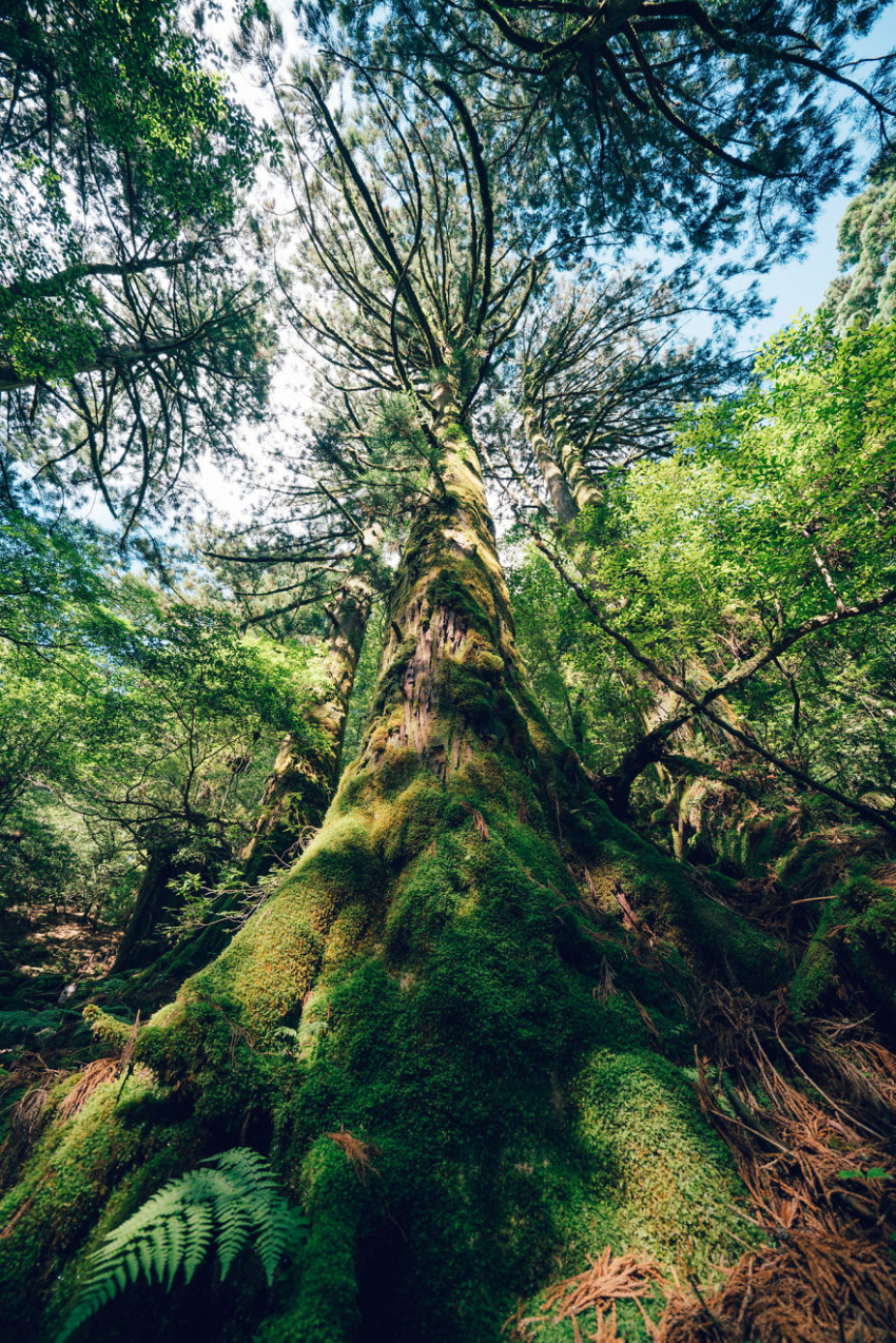 Vẻ đẹp đầy ma mị của khu rừng Nhật cổ đại, bối cảnh phim anime “Princess Mononoke”