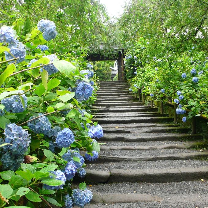 Nhất định một lần phải đến ngôi chùa đẹp nhất tỉnh Kanagawa ngắm hoa cẩm tú cầu