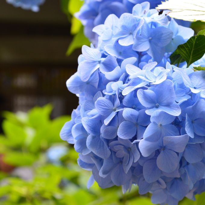 ngôi chùa ngắm hoa cẩm tú cầu đẹp nhất, cẩm tú cầu ở tỉnh kanagawa, ngắm hoa cẩm tú cầu ở nhật bản, nhật bản, nhất định một lần phải đến ngôi chùa đẹp nhất tỉnh kanagawa ngắm hoa cẩm tú cầu