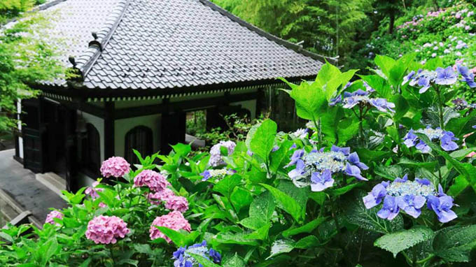 ngôi chùa ngắm hoa cẩm tú cầu đẹp nhất, cẩm tú cầu ở tỉnh kanagawa, ngắm hoa cẩm tú cầu ở nhật bản, nhật bản, nhất định một lần phải đến ngôi chùa đẹp nhất tỉnh kanagawa ngắm hoa cẩm tú cầu