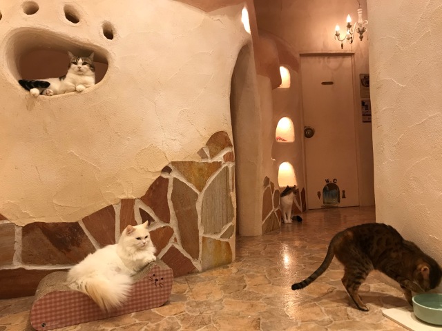 nhật bản, lạc lối trong quán cà phê mèo ở tokyo: choáng khi thấy nội thất như thế giới cổ tích bên trong