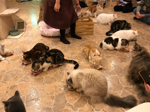 nhật bản, lạc lối trong quán cà phê mèo ở tokyo: choáng khi thấy nội thất như thế giới cổ tích bên trong