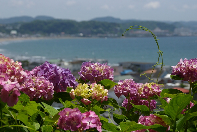 Top 10 địa điểm ngắm hoa cẩm tú cầu đẹp nhất khu vực Kanto