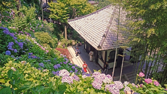 địa điểm ngắm cẩm tú cầu đẹp, cẩm tú cầu ở vùng kanto, ngắm hoa cẩm tú cầu ở nhật bản, nhật bản, top 10 địa điểm ngắm hoa cẩm tú cầu đẹp nhất khu vực kanto