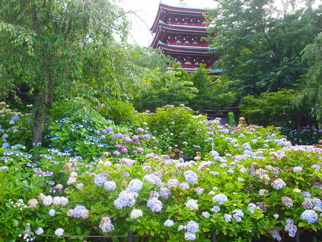 địa điểm ngắm cẩm tú cầu đẹp, cẩm tú cầu ở vùng kanto, ngắm hoa cẩm tú cầu ở nhật bản, nhật bản, top 10 địa điểm ngắm hoa cẩm tú cầu đẹp nhất khu vực kanto