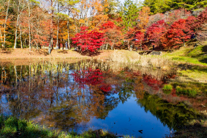 lễ hội mùa thu ở nhật bản, mùa thu ở nhật nên đi đâu, ngắm lá đỏ ở tokyo, ngắm lá đỏ ở các ngôi đền, địa điểm ngắm lá đỏ đẹp nhất nhật bản, nhật bản, 7 địa điểm ngắm lá đỏ đẹp nhất nhật bản năm 2021