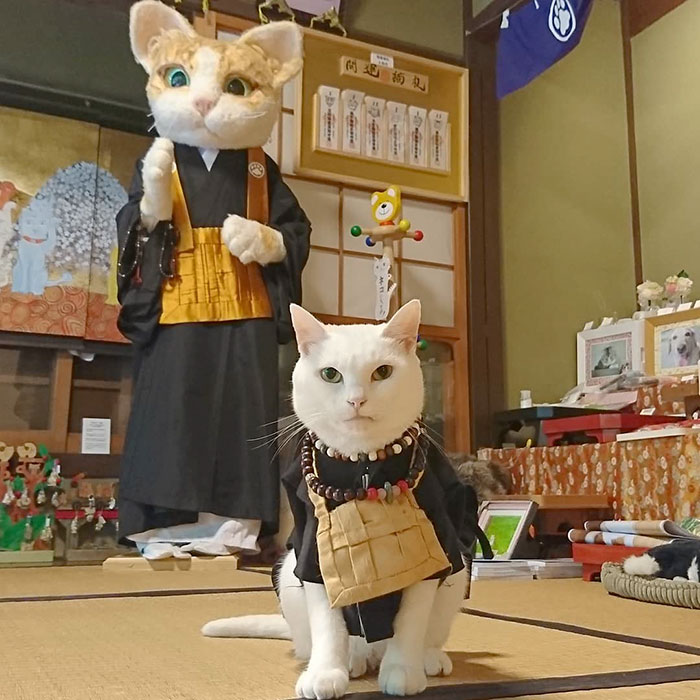 Ngôi đền kỳ lạ ở Nhật Bản, nơi những con mèo thể hiện quyền lực tối thượng của mình