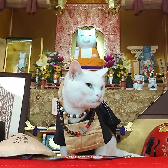 ngôi đền độc đáo ở nhật, nhà sư mèo, đền mèo nhật bản, nhật bản, ngôi đền kỳ lạ ở nhật bản, nơi những con mèo thể hiện quyền lực tối thượng của mình