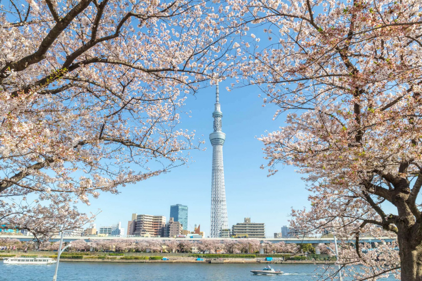 Ngắm nhìn cảnh quan ngoạn mục của Tokyo Sky Tree và hoa anh đào tại công viên Sumida
