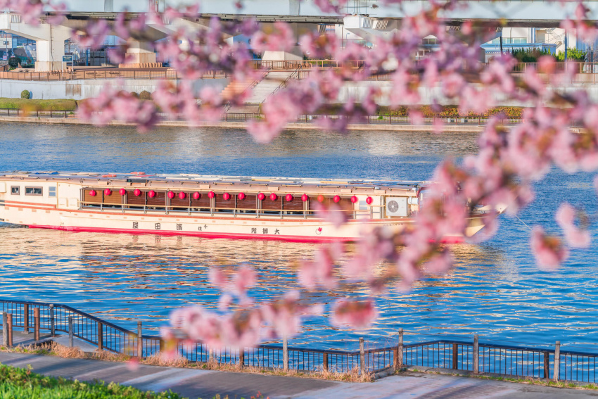 địa điểm ngắm hoa anh đào ở tokyo, ngắm hoa anh đào trong công viên sumida, tháp tokyo sky tree, ngắm hoa anh đào ở tokyo, nhật bản, ngắm nhìn cảnh quan ngoạn mục của tokyo sky tree và hoa anh đào tại công viên sumida