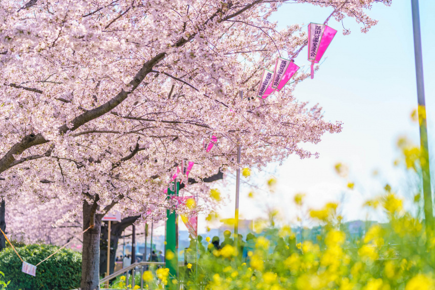 địa điểm ngắm hoa anh đào ở tokyo, ngắm hoa anh đào trong công viên sumida, tháp tokyo sky tree, ngắm hoa anh đào ở tokyo, nhật bản, ngắm nhìn cảnh quan ngoạn mục của tokyo sky tree và hoa anh đào tại công viên sumida