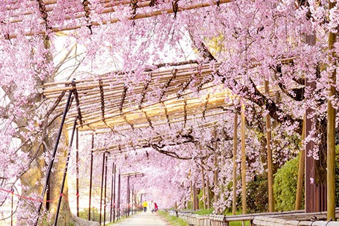 heian jingu, lâu đài nijo, kiyomizu-dera, con đường nakaraginomichi, chùa shoju-in, hoa anh đào, kyoto, sakura, nhật bản, kyoto – 5 địa điểm ngắm hoa anh đào đẹp nhất năm 2020