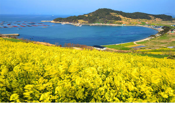 Đảo Cheongsando nơi sống chậm nhất thế giới