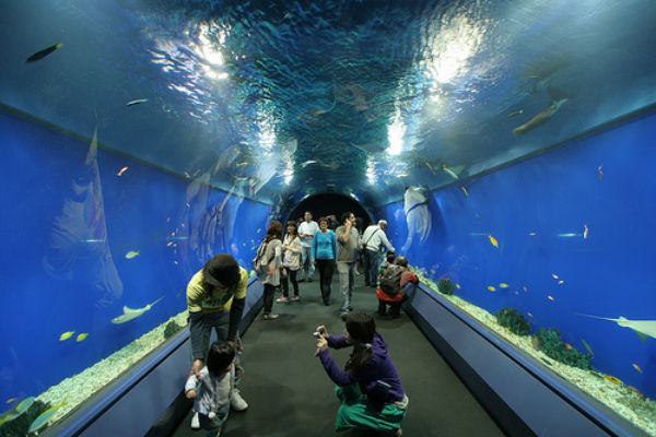 khám phá, trải nghiệm, thủy cung osaka aquarium kaiyukan