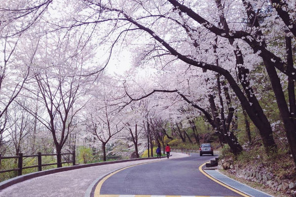 Tại sao bạn nên đi du lịch Hàn Quốc vào mùa xuân này