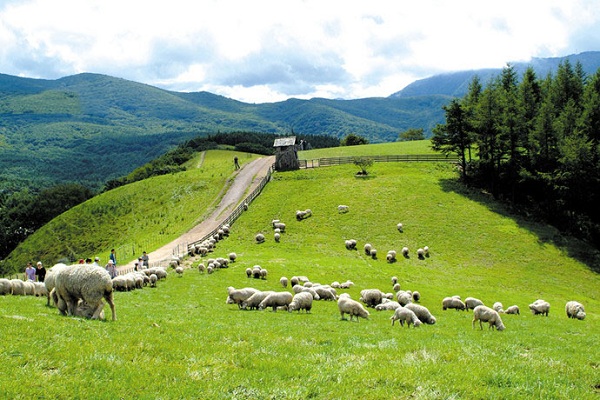 khám phá, trải nghiệm, trang trại cừu deagwallyeong phim trường nổi tiếng của hàn quốc