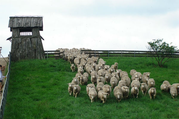 khám phá, trải nghiệm, trang trại cừu deagwallyeong phim trường nổi tiếng của hàn quốc