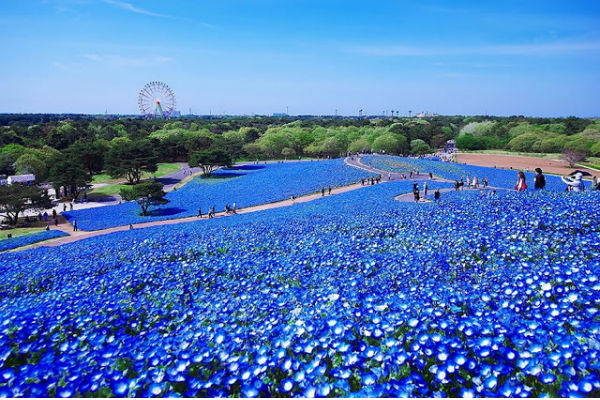 khám phá, trải nghiệm, công viên hitachi seaside cánh đồng hoa đẹp như trong mơ