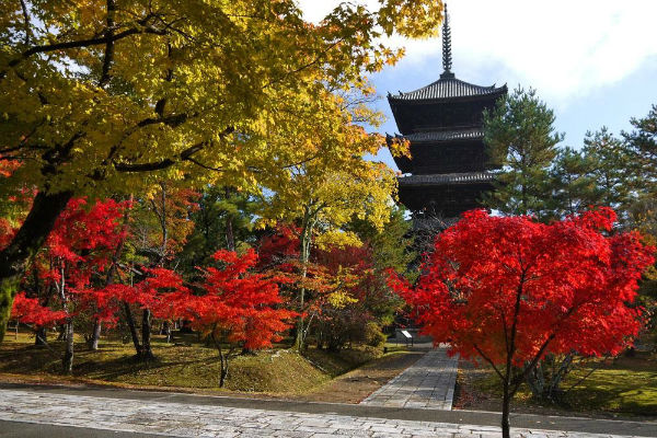 Cố đô Kyoto rực rỡ sắc đỏ của trời thu