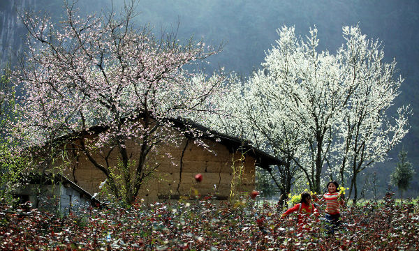 Hoa đào hoa mận ở Mai Châu đã phủ khắp núi rừng