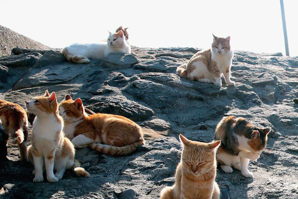 Những hòn đảo mèo ở Nhật Bản