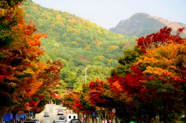 Đất thánh Phật giáo Núi Palgongsan Hàn Quốc