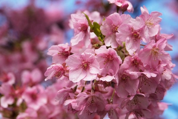 Mùa xuân đi du lịch Nhật Bản ngắm hoa anh đào