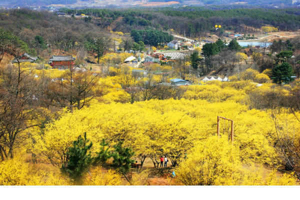 Mùa hoa Sơn thù du ở Hàn Quốc từ cuối tháng 3