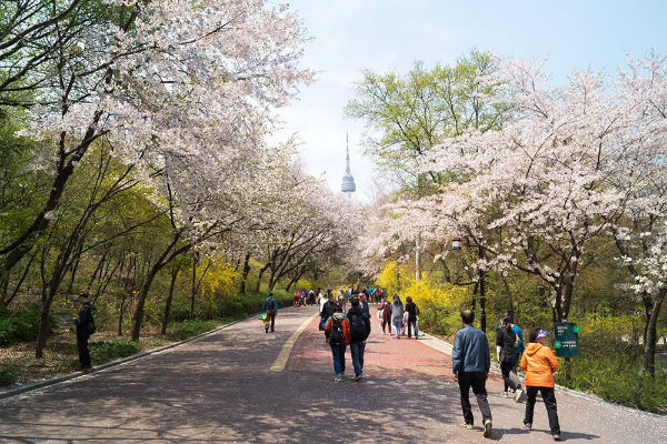 Ngập tràn hương sắc với những điểm ngắm hoa anh đào ở Hàn Quốc