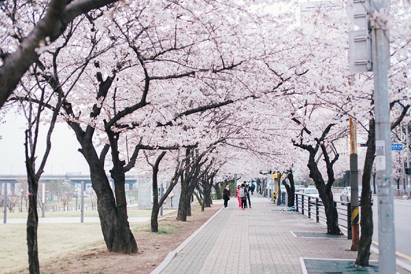 Đảo Yeouido nơi ngắm hoa anh đào nổi tiếng nhất ở thủ đô Seoul