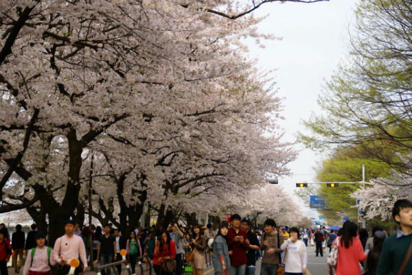 khám phá, trải nghiệm, đảo yeouido nơi ngắm hoa anh đào nổi tiếng nhất ở thủ đô seoul