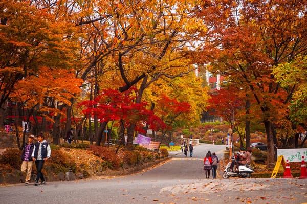 Mùa thu Hàn Quốc – bản tình ca đầy lãng mạn