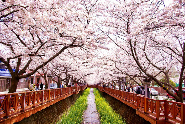 Tháng 4 đến Hàn Quốc ngắm hoa đào ở Jinhae