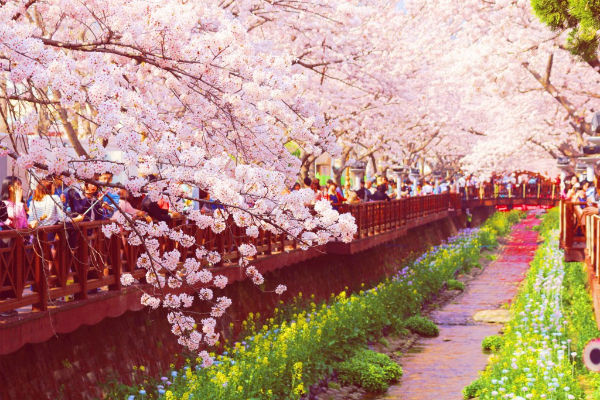 khám phá, trải nghiệm, tháng 4 đến hàn quốc ngắm hoa đào ở jinhae