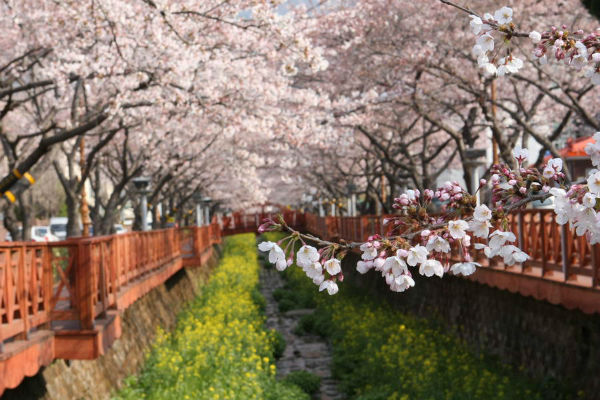 Ngắm hoa anh đào ở Jinhae Hàn Quốc