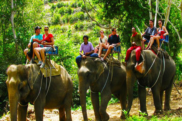 Dịch vụ cưỡi voi ở Phuket