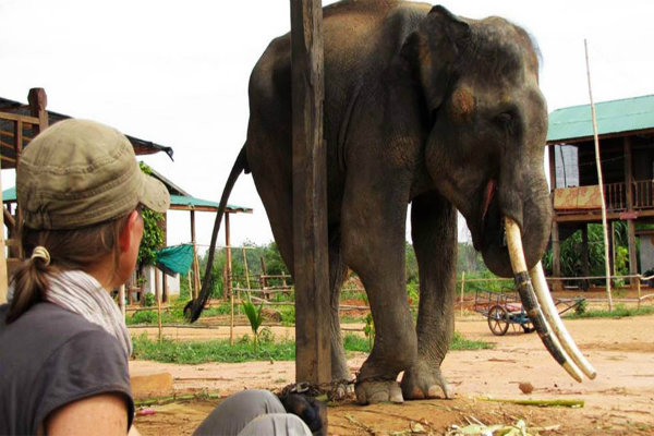 khám phá, trải nghiệm, dịch vụ cưỡi voi ở phuket
