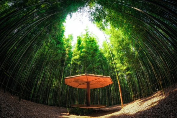 khám phá, trải nghiệm, rừng tre juknokwon du lịch hàn quốc