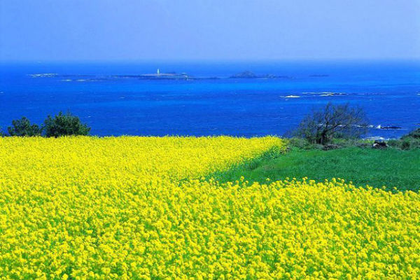 Đảo Jeju “Hawaii của Hàn Quốc”