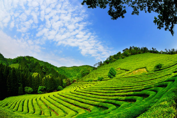 Cánh đồng chè Boseong ngọn đồi xanh tươi của Hàn Quốc
