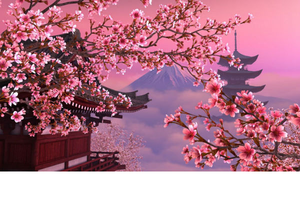 Vẻ đẹp của hoa anh đào Núi Phú Sĩ - ALONGWALKER