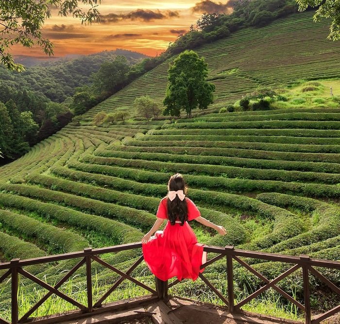 Những đồi chè nổi tiếng ở châu Á xanh mướt một màu, cảnh đẹp nên thơ như tranh vẽ