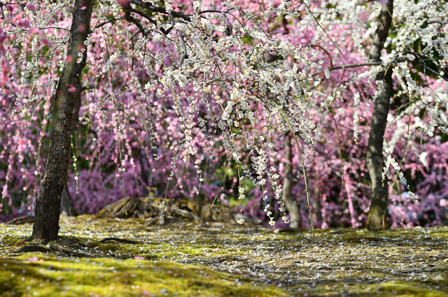 kyoto, hyogo, wakayama, hikone, osaka, di sản thế giới, sự kiện & lễ hội, các hoạt động ngoài trời, thủy cung, sở thú, công viên giải trí, đền và điện thờ, hoa mơ nhật bản, ghé thăm 8 địa điểm ngắm hoa mơ ở kansai để cảm nhận không khí mùa xuân đang đến