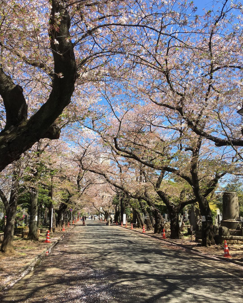 đá bào, bánh gạo, sendagi, yanaka, nezu, các hoạt động ngoài trời, điểm du lịch, nhật bản, 13 điều nên làm ở yanaka - khu phố yên bình tuyệt đẹp ở tokyo ít người biết đến