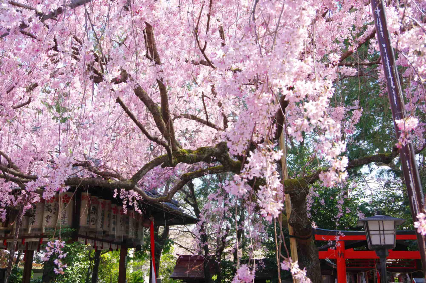 du lịch kyoto vào mùa xuân, ngắm hoa anh đào ở nhật bản, điểm ngắm hoa anh đào ở kyoto, nhật bản, ngắm trọn vẹn tất cả những điểm hoa anh đào nở đẹp nhất kyoto dọc theo các tuyến tàu