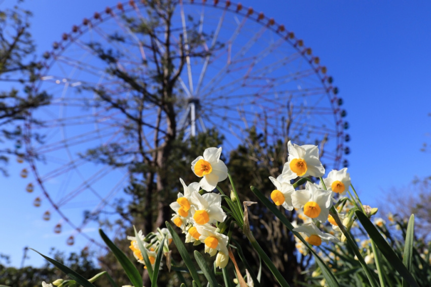 Khám phá các địa điểm ngắm hoa theo từng mùa trong năm ở khu vực quanh Tokyo